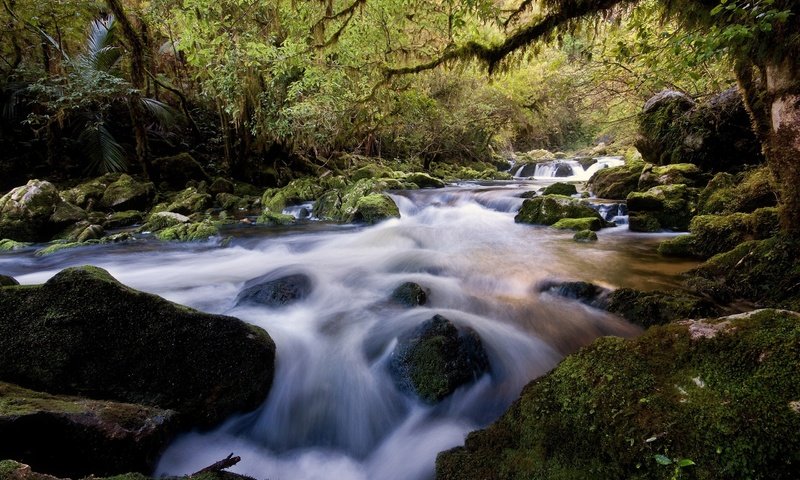 Обои река, камни, лес, river, stones, forest разрешение 2560x1600 Загрузить