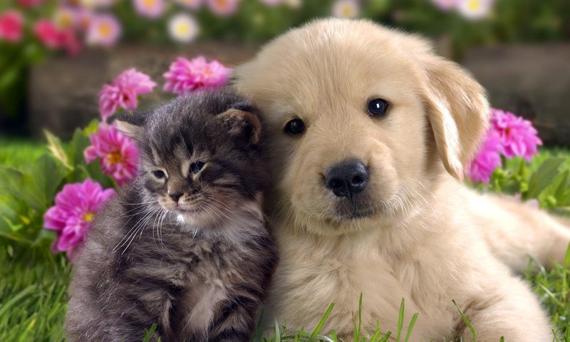 Обои цветы, кошка, котенок, собака, щенок, друзья, лабрадор, flowers, cat, kitty, dog, puppy, friends, labrador разрешение 1920x1080 Загрузить