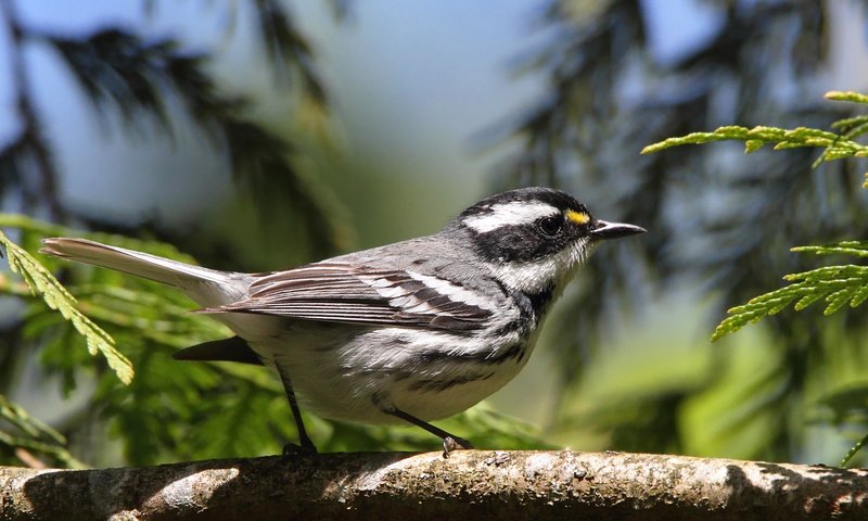 Обои лес, птичка, синица, forest, bird, tit разрешение 1920x1080 Загрузить