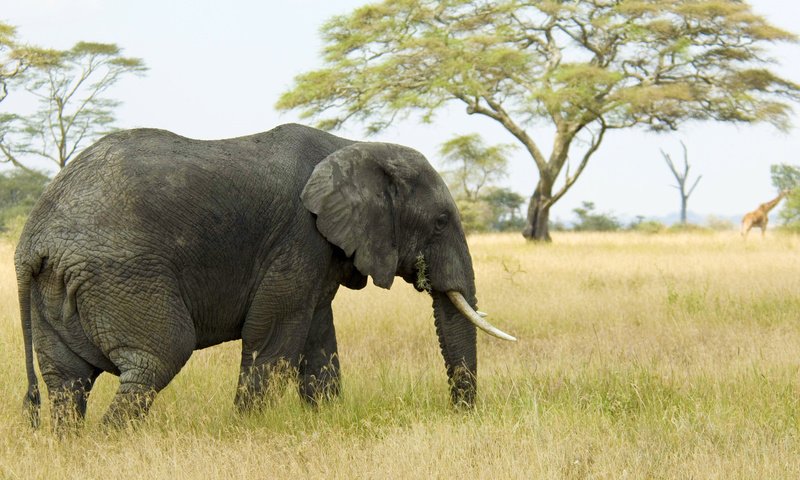 Обои трава, слон, саванна, хобот, бивни, grass, elephant, savannah, trunk, tusks разрешение 1920x1080 Загрузить
