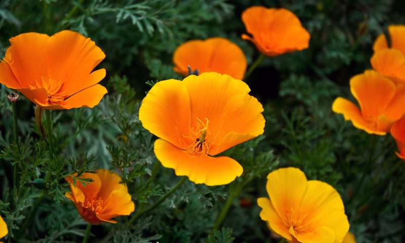 Обои цветы, эшшольция, калифорнийский мак, flowers, escholzia, california poppy разрешение 1920x1080 Загрузить