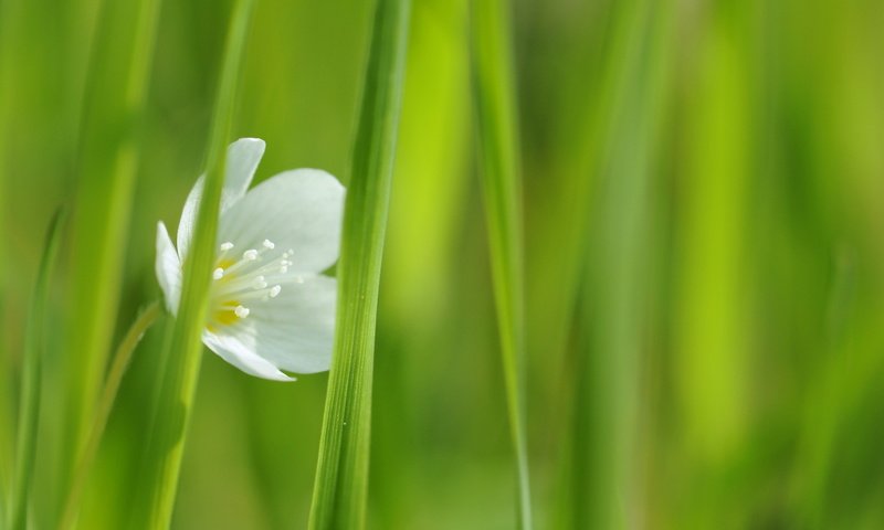 Обои трава, цветок, белый, зеленая, один, grass, flower, white, green, one разрешение 1920x1080 Загрузить