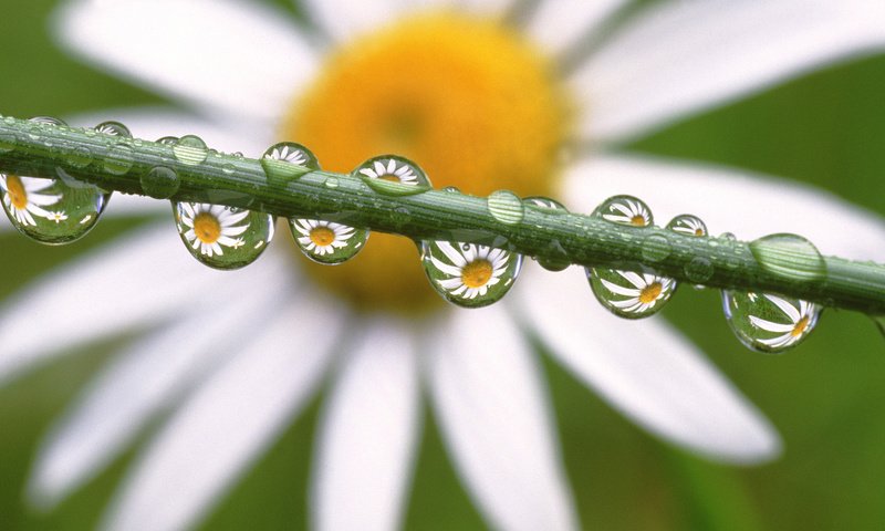 Обои капли, ромашка, drops, daisy разрешение 1920x1080 Загрузить