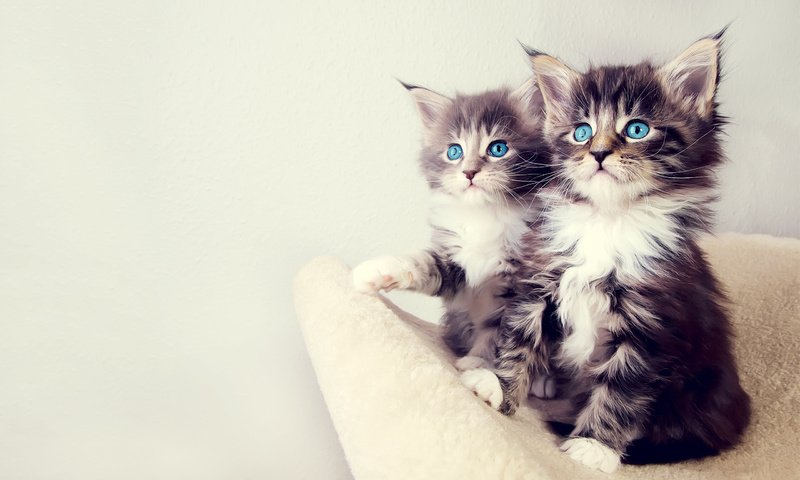 Обои глаза, взгляд, кошки, котята, eyes, look, cats, kittens разрешение 2560x1600 Загрузить