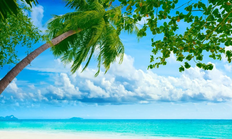 Обои небо, океан, облака, пальма, природа, остров, листья, тропики, пейзаж, рай, пляж, лето, пальмы, the sky, the ocean, clouds, palma, nature, island, leaves, tropics, landscape, paradise, beach, summer, palm trees разрешение 1920x1200 Загрузить