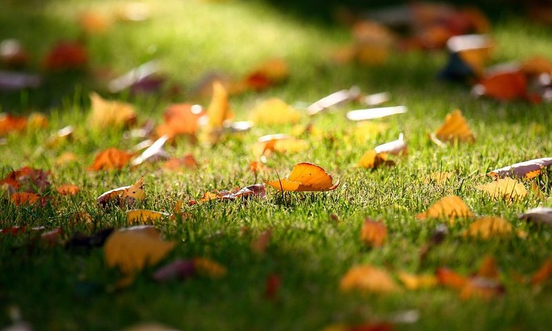 Обои листья, листва, осень, лужайка, газон, leaves, foliage, autumn, lawn разрешение 1920x1080 Загрузить