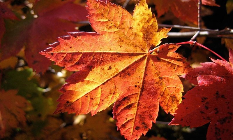 Обои осень, лист, клен, кленовый лист, осенние листья, autumn, sheet, maple, maple leaf, autumn leaves разрешение 1920x1080 Загрузить