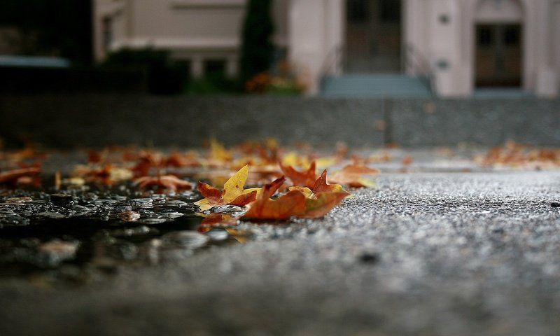 Обои листья, макро, осень, асфальт, лужа, leaves, macro, autumn, asphalt, puddle разрешение 1920x1080 Загрузить