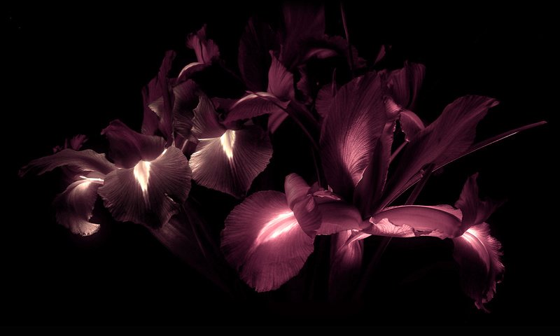 Обои цветы, лепестки, черный фон, ирисы, flowers, petals, black background, irises разрешение 1920x1200 Загрузить