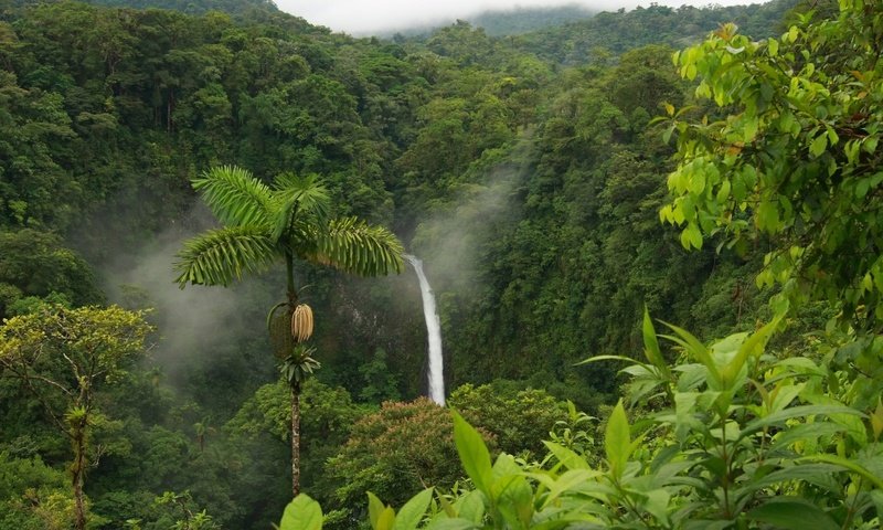 Обои водопад, пальма, тропики, джунгли, waterfall, palma, tropics, jungle разрешение 1920x1080 Загрузить