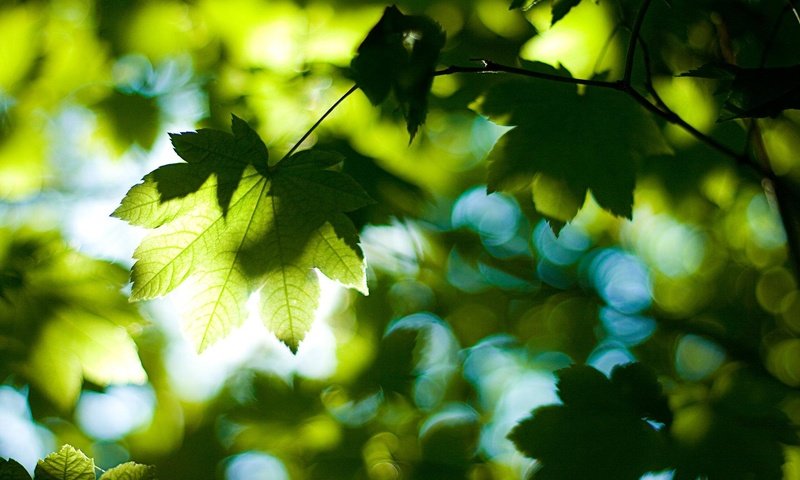 Обои деревья, солнце, зелёный, листва, луч, лист, trees, the sun, green, foliage, ray, sheet разрешение 1920x1200 Загрузить