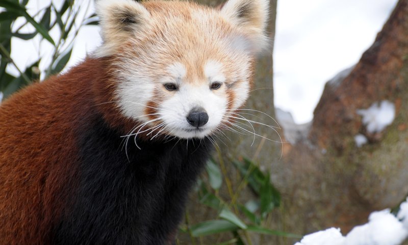 Обои мордочка, взгляд, панда, красная панда, малая панда, muzzle, look, panda, red panda разрешение 2560x1920 Загрузить