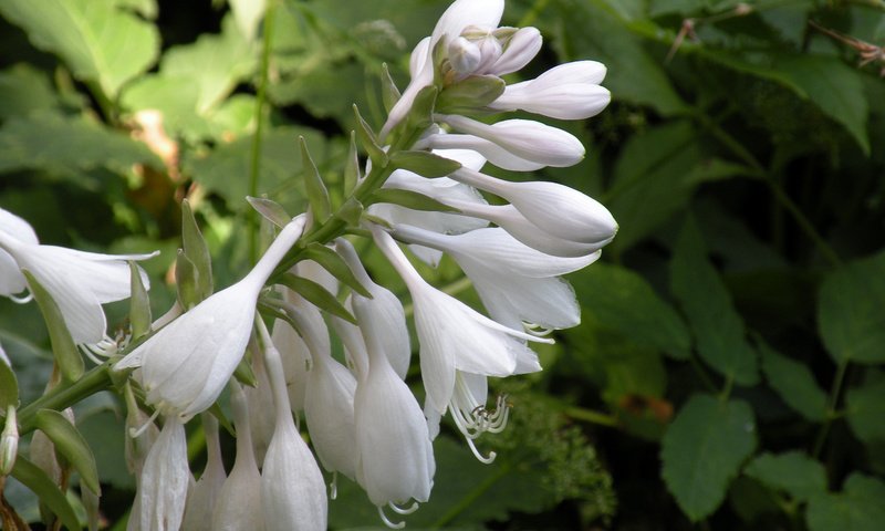 Обои цветы, белые, колокольчики, бутончики, flowers, white, bells, buds разрешение 1920x1200 Загрузить