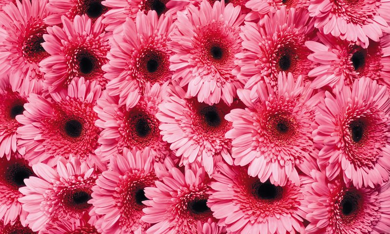 Обои цветы, лепестки, розовые, гербера, flowers, petals, pink, gerbera разрешение 1920x1200 Загрузить