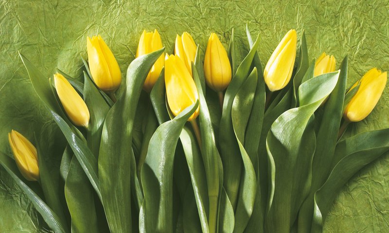Обои тюльпаны, желтые, tulips, yellow разрешение 1920x1200 Загрузить