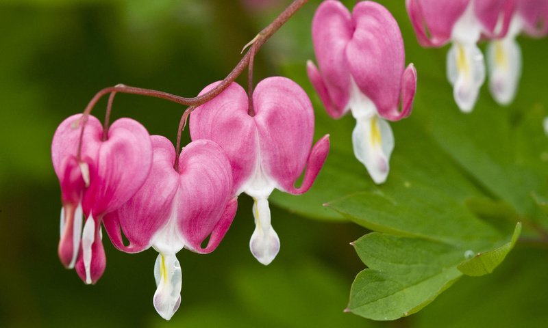 Обои цветы, природа, макро, дицентра, разбитое сердце, flowers, nature, macro, the bleeding heart, broken heart разрешение 1920x1200 Загрузить