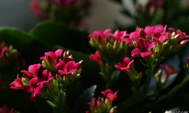 Обои цветы, бутон, каланхоэ, flowers, bud, kalanchoe разрешение 1920x1200 Загрузить