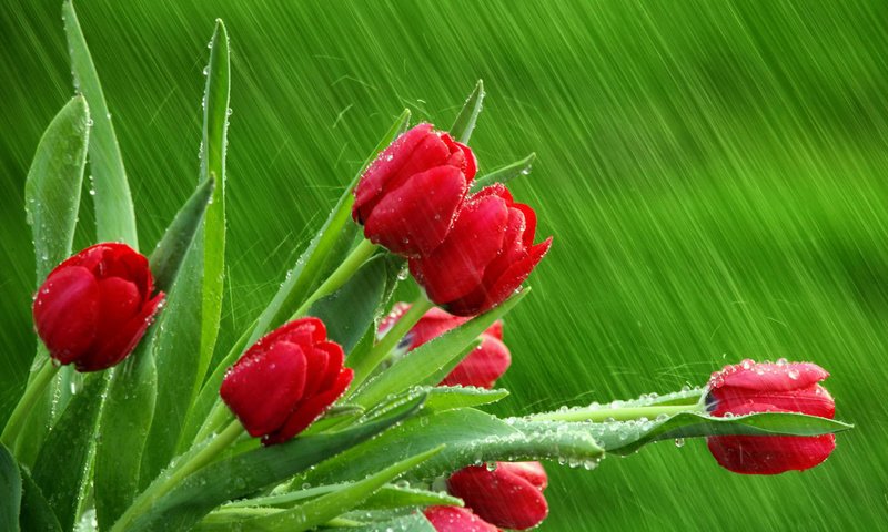 Обои капли, дождь, тюльпаны, drops, rain, tulips разрешение 1920x1200 Загрузить