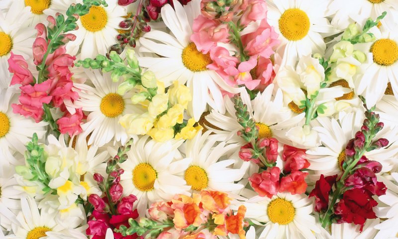 Обои ромашки, букет, chamomile, bouquet разрешение 1920x1200 Загрузить