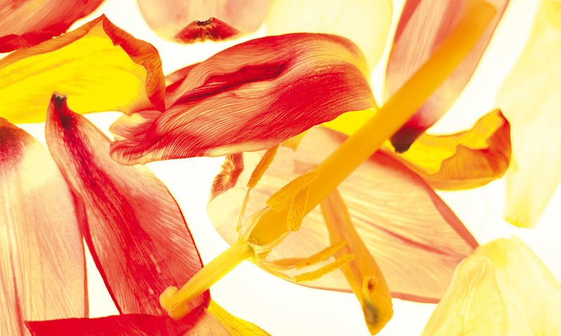 Обои цветы, лепестки, пестик, тычинки, тюльпаны, тюльпан, flowers, petals, pistil, stamens, tulips, tulip разрешение 1920x1200 Загрузить