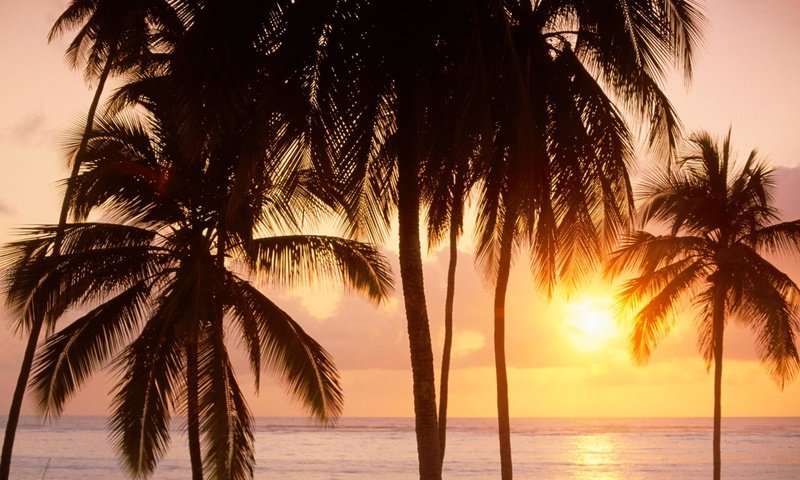 Обои закат, лето, пальмы, sunset, summer, palm trees разрешение 1999x1333 Загрузить