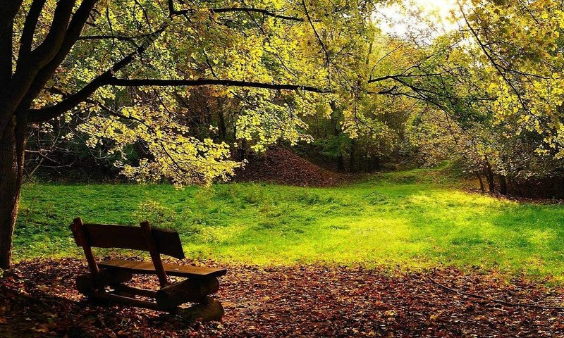 Обои деревья, листва, осень, скамейка, trees, foliage, autumn, bench разрешение 1920x1080 Загрузить