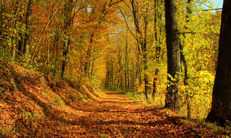 Обои деревья, солнце, лес, листья, листва, осень, тропа, trees, the sun, forest, leaves, foliage, autumn, trail разрешение 1920x1200 Загрузить