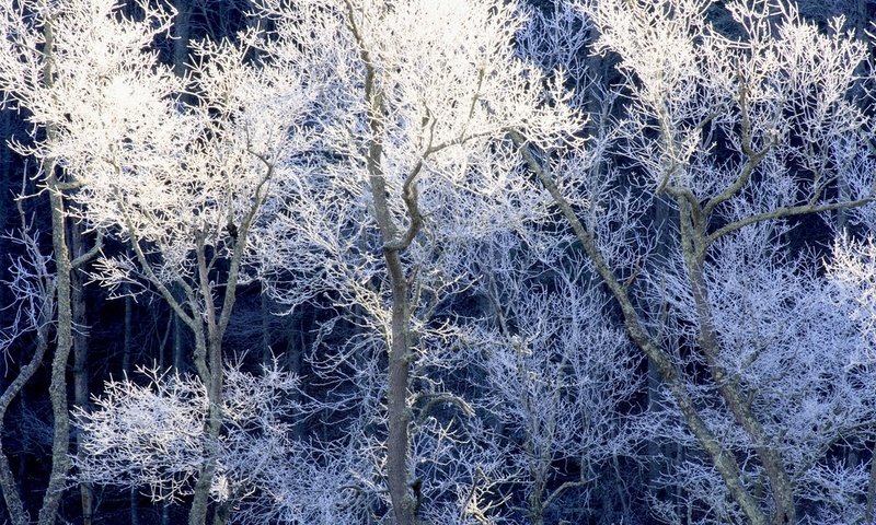 Обои деревья, снег, зима, иней, trees, snow, winter, frost разрешение 1920x1080 Загрузить