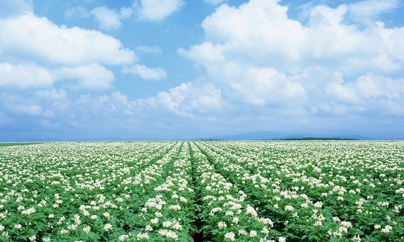 Обои поле, урожай, картошка, картофель, field, harvest, potatoes разрешение 1920x1080 Загрузить
