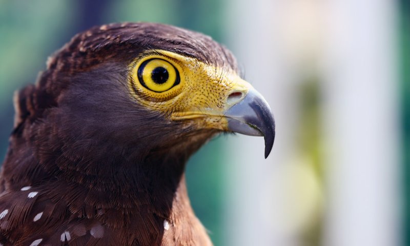 Обои орел, птица, клюв, ястреб, хищная птица, eagle, bird, beak, hawk, bird of prey разрешение 1920x1080 Загрузить