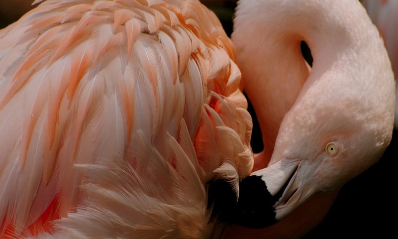 Обои фламинго, птица, клюв, перья, flamingo, bird, beak, feathers разрешение 2560x1600 Загрузить