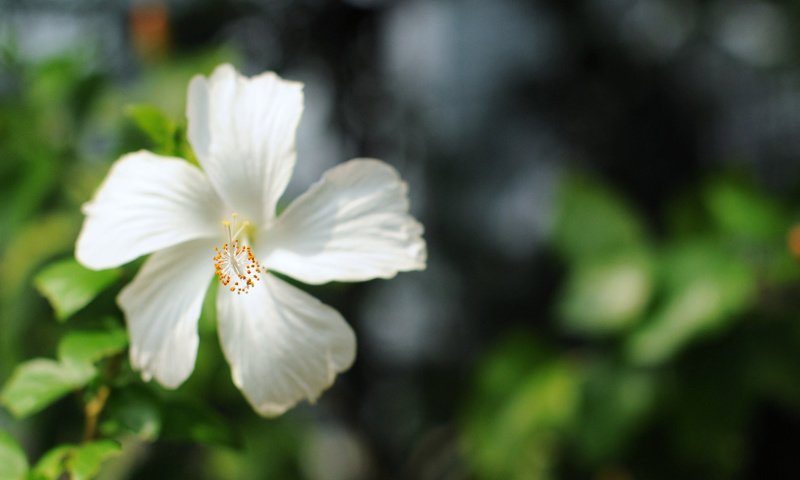 Обои цветок, лепестки, размытость, белые, бутое, гибискус, flower, petals, blur, white, bute, hibiscus разрешение 1920x1200 Загрузить