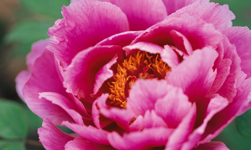 Обои цветок, лепестки, розовые, пион, крупным планом, flower, petals, pink, peony, closeup разрешение 1920x1200 Загрузить