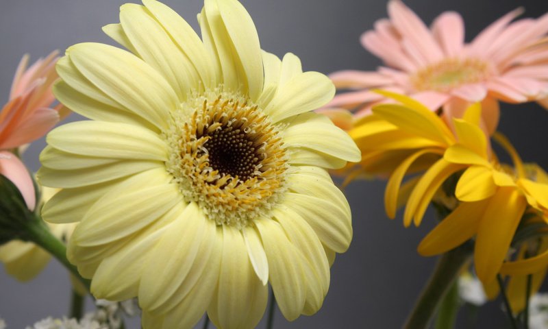 Обои цветы, макро, лепестки, гербера, flowers, macro, petals, gerbera разрешение 1920x1200 Загрузить