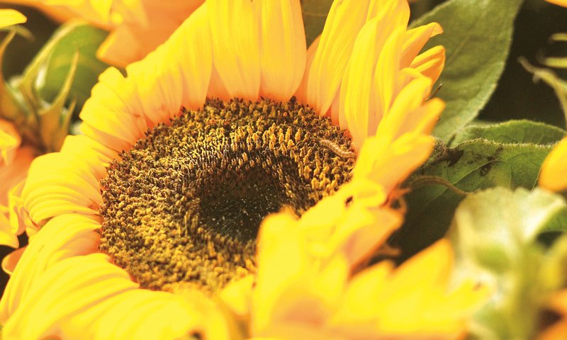Обои желтый, цветок, лепестки, подсолнух, крупным планом, yellow, flower, petals, sunflower, closeup разрешение 1920x1200 Загрузить