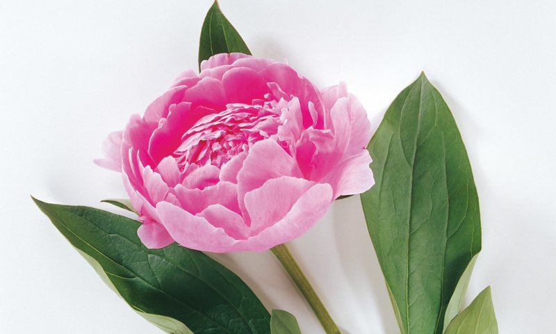 Обои пион, peony разрешение 1920x1200 Загрузить