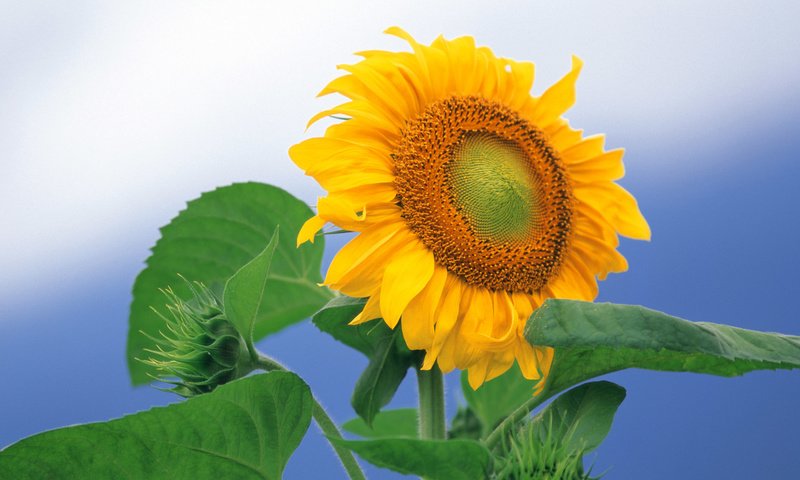 Обои подсолнух, sunflower разрешение 1920x1200 Загрузить