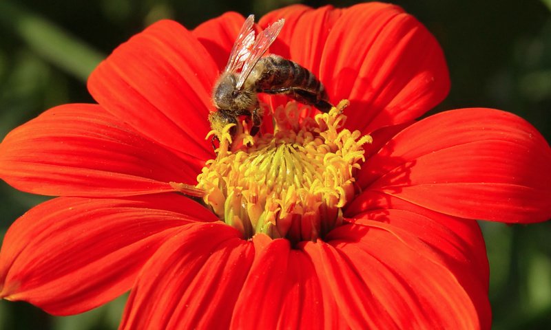 Обои цветок, бутон, пчела, flower, bud, bee разрешение 1920x1200 Загрузить