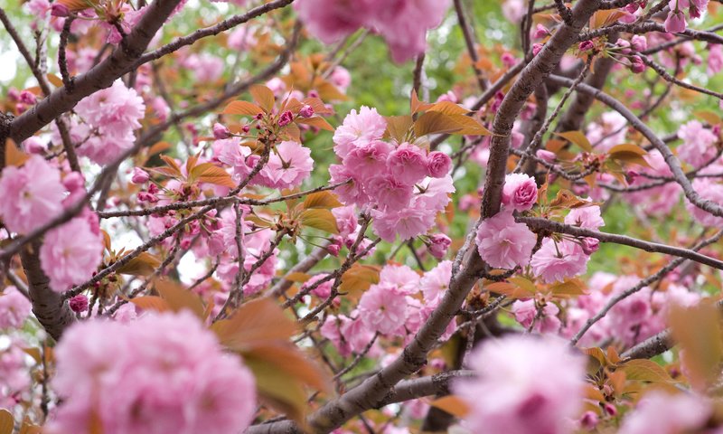 Обои цветы, цветение, ветки, лепестки, сакура, flowers, flowering, branches, petals, sakura разрешение 1920x1200 Загрузить