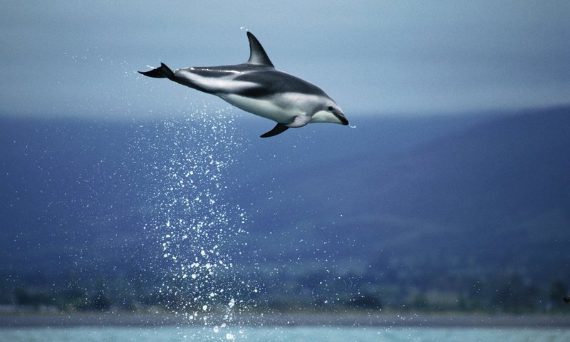 Обои небо, вода, море, прыжок, дельфин, подводный мир, the sky, water, sea, jump, dolphin, underwater world разрешение 2000x1333 Загрузить