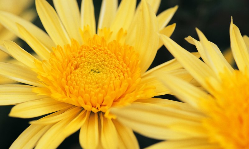 Обои цветы, макро, растение, желтые, хризантемы, flowers, macro, plant, yellow, chrysanthemum разрешение 1920x1200 Загрузить