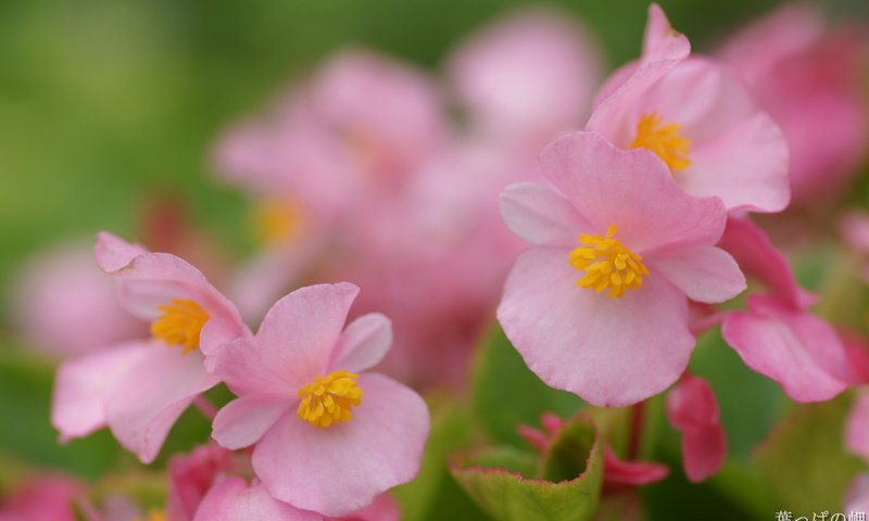 Обои цветы, розовые, бегония, flowers, pink, begonia разрешение 1920x1200 Загрузить