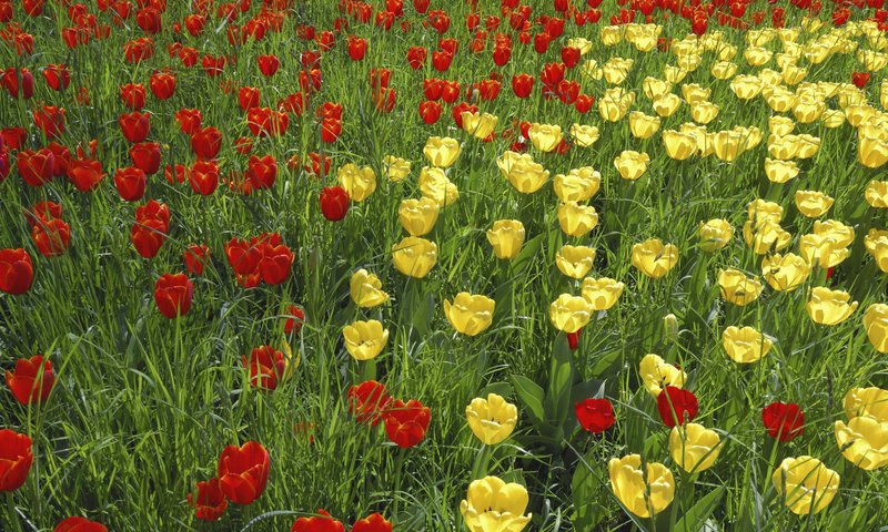 Обои трава, тюльпан, природа, цветение, лепестки, сад, луг, весна, тюльпаны, grass, tulip, nature, flowering, petals, garden, meadow, spring, tulips разрешение 1920x1200 Загрузить