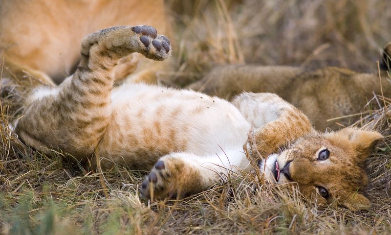 Обои трава, кошка, котенок, леопард, хищник, лев, львёнок, grass, cat, kitty, leopard, predator, leo, lion разрешение 1920x1080 Загрузить