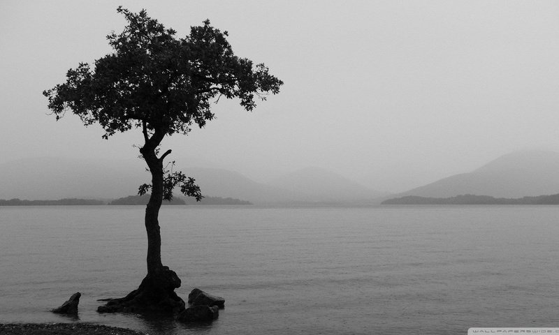 Обои озеро, природа, дерево, пейзаж, туман, чёрно-белое, lake, nature, tree, landscape, fog, black and white разрешение 1920x1080 Загрузить