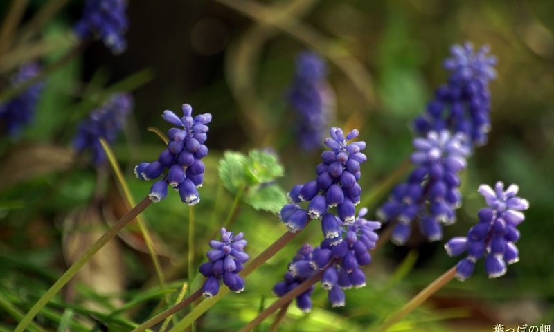 Обои цветы, весна, мускари, flowers, spring, muscari разрешение 1920x1200 Загрузить