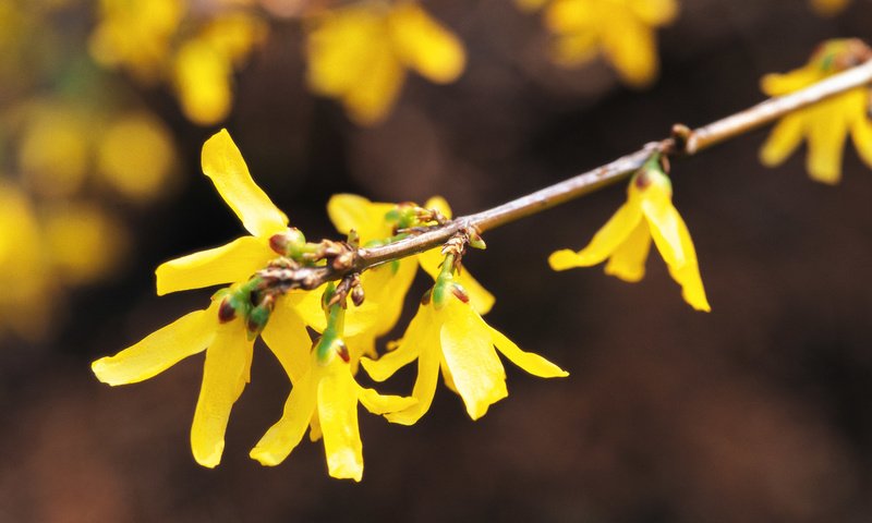 Обои цветы, ветка, желтые, форзиция, flowers, branch, yellow, forsythia разрешение 1920x1200 Загрузить