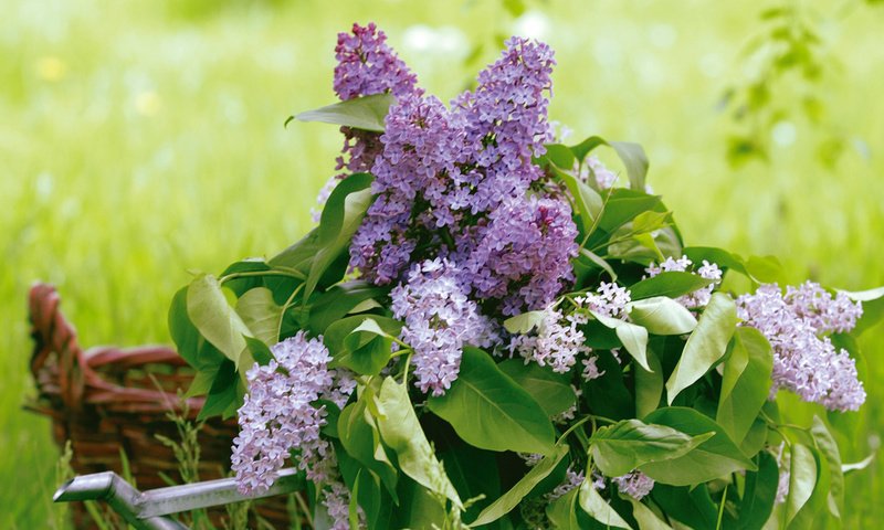 Обои зелень, листья, букет, корзина, сирень, лейка, greens, leaves, bouquet, basket, lilac, lake разрешение 1920x1200 Загрузить