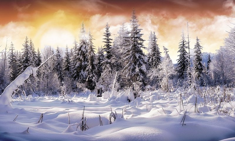 Обои снег, лес, зима, ели, snow, forest, winter, ate разрешение 1920x1080 Загрузить