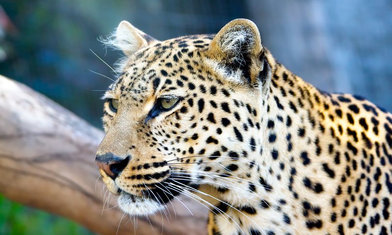 Обои дерево, усы, кошка, взгляд, леопард, хищник, tree, mustache, cat, look, leopard, predator разрешение 2560x1600 Загрузить